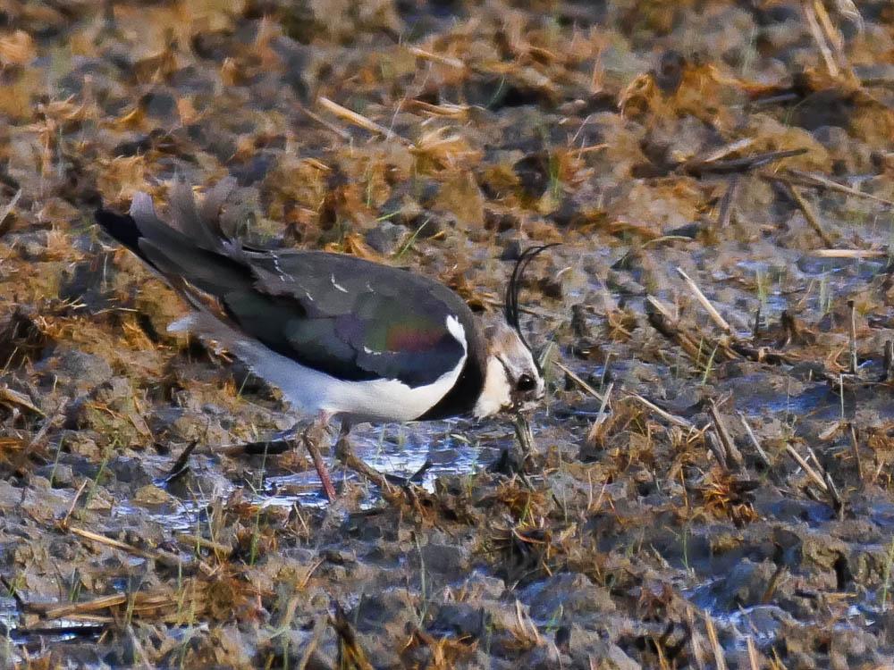 Vanneau huppé Vanellus vanellus (Linnaeus, 1758)
