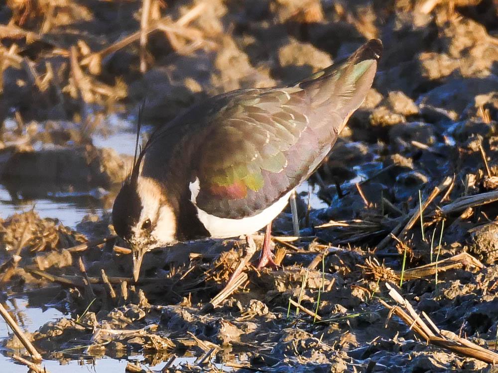 Vanneau huppé Vanellus vanellus (Linnaeus, 1758)
