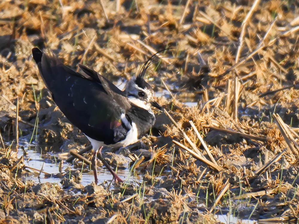Vanneau huppé Vanellus vanellus (Linnaeus, 1758)