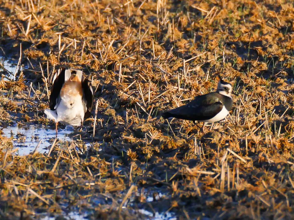 Vanneau huppé Vanellus vanellus (Linnaeus, 1758)
