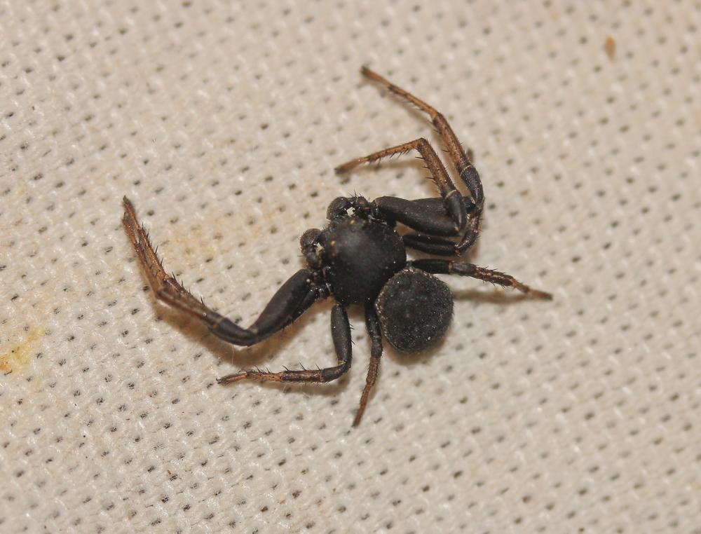 Le Xystique sp. Xysticus  sp.