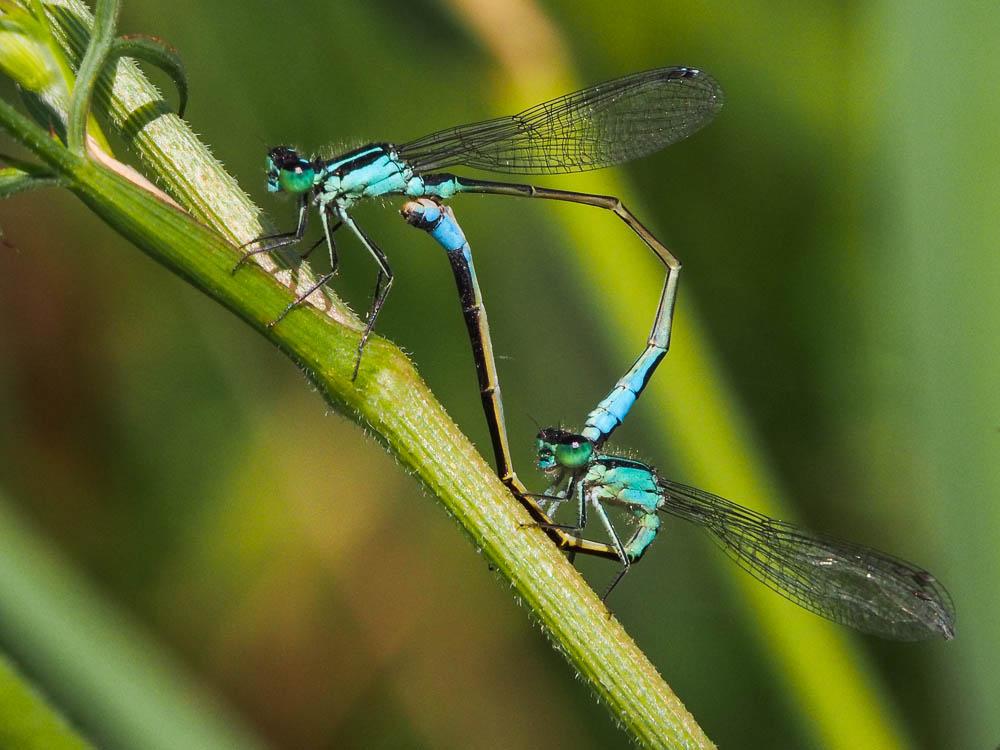 Agrion élégant Ischnura elegans (Vander Linden, 1820)