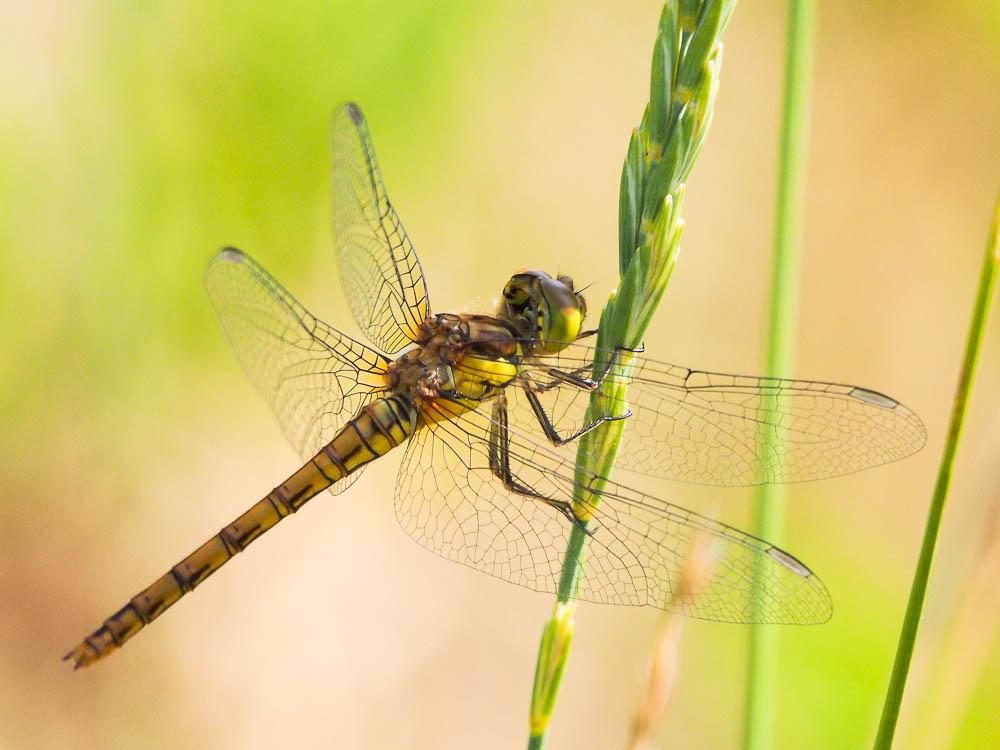 Sympétrum fascié (Le) Sympetrum striolatum (Charpentier, 1840)