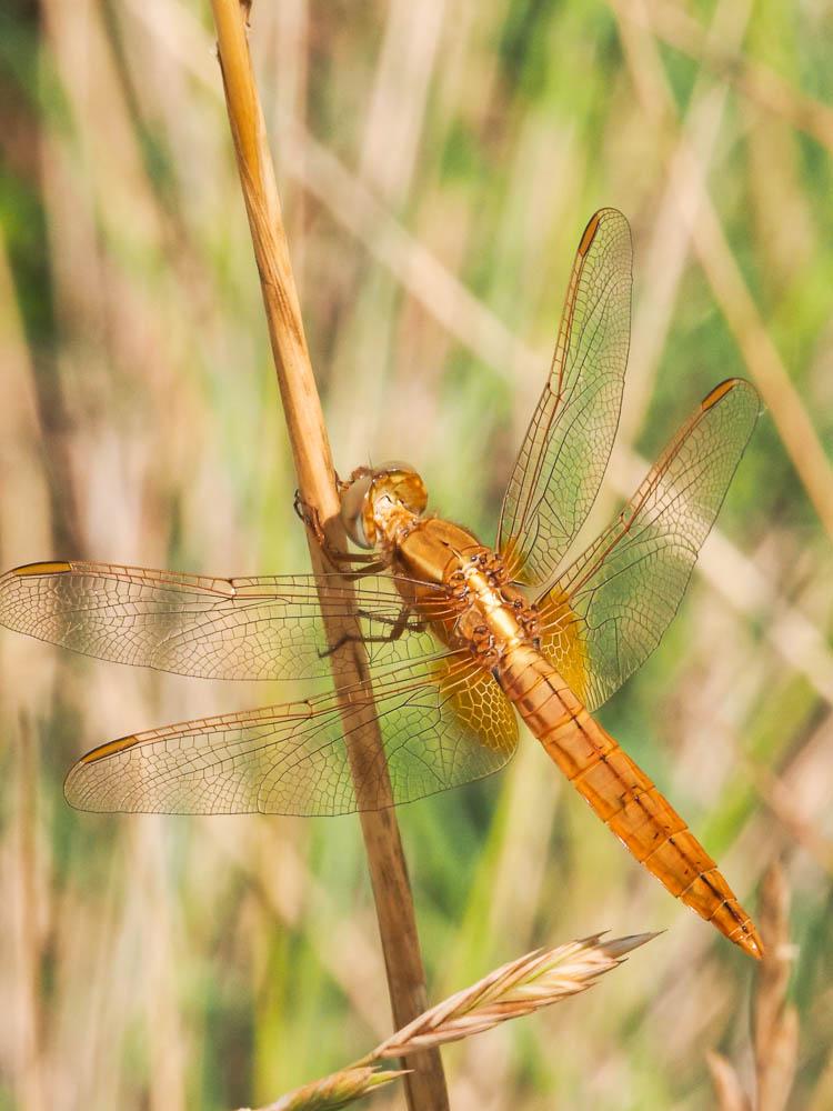 Crocothémis écarlate (Le) Crocothemis erythraea (Brullé, 1832)