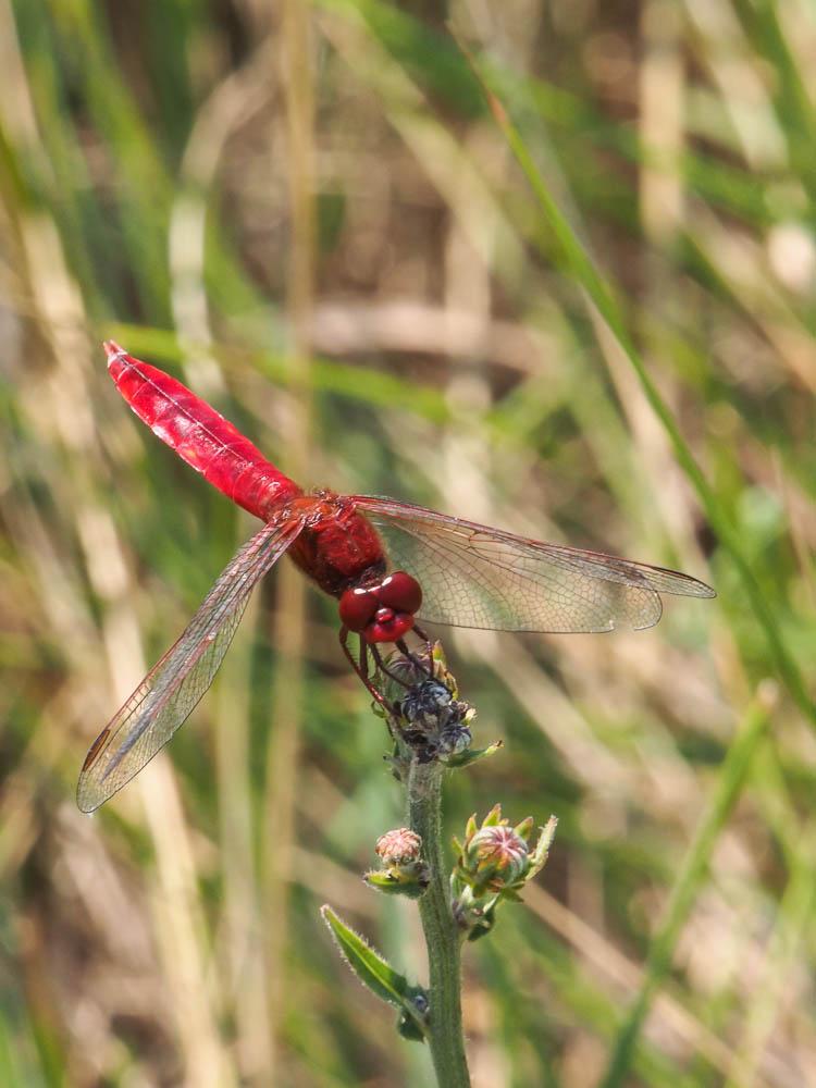 Crocothémis écarlate (Le) Crocothemis erythraea (Brullé, 1832)