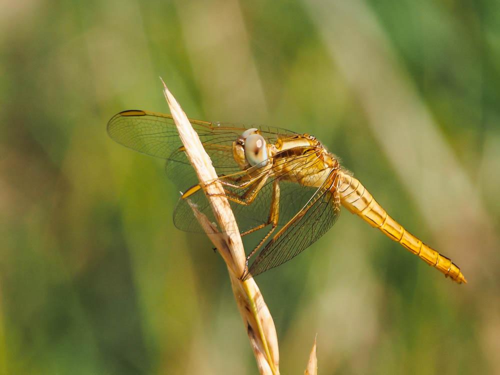 Crocothémis écarlate (Le) Crocothemis erythraea (Brullé, 1832)