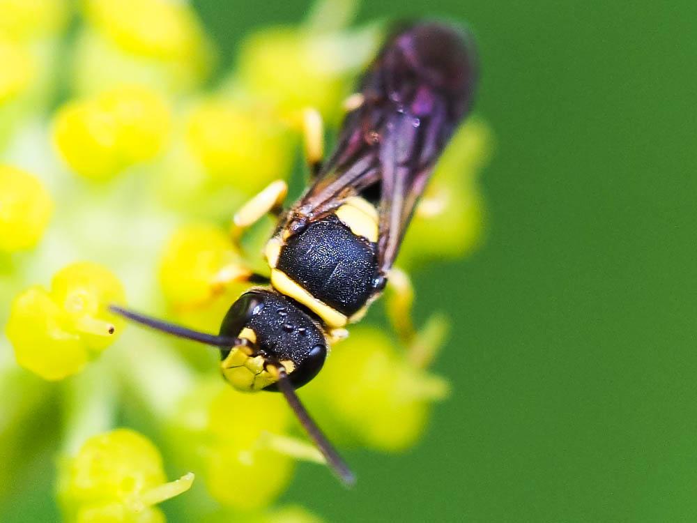 Hylaeus pictus (Smith, 1853)