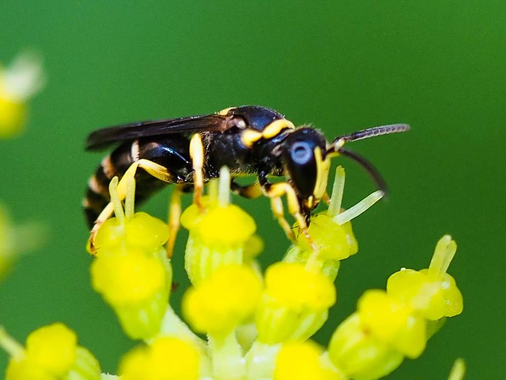 Hylaeus pictus (Smith, 1853)