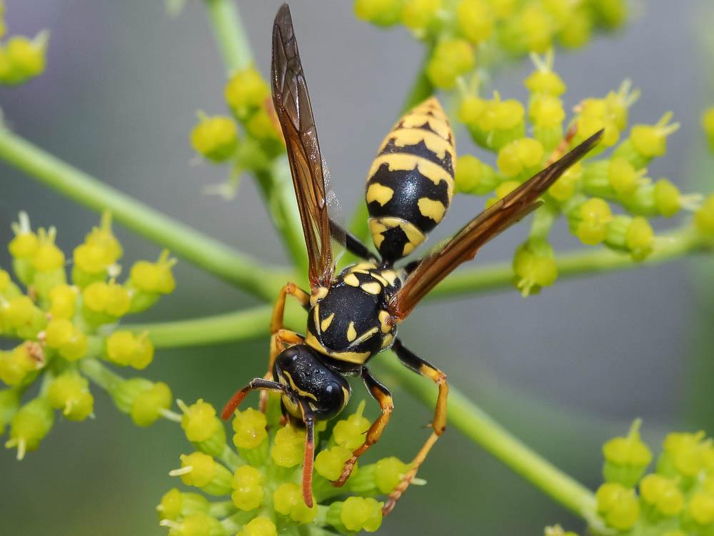 Guêpe poliste Polistes dominula (Christ, 1791)