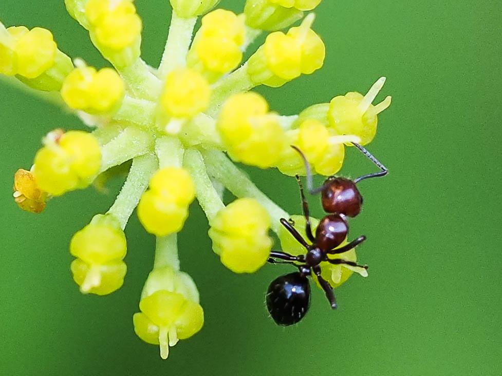 Camponotus lateralis (Olivier, 1792)