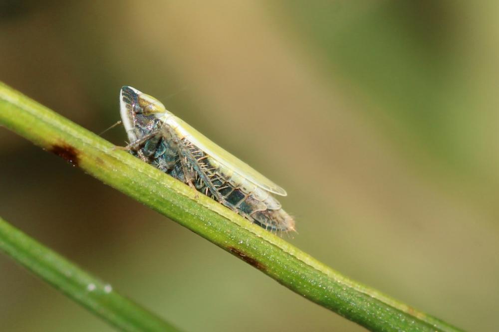  Arthaldeus striifrons (Kirschbaum, 1868)