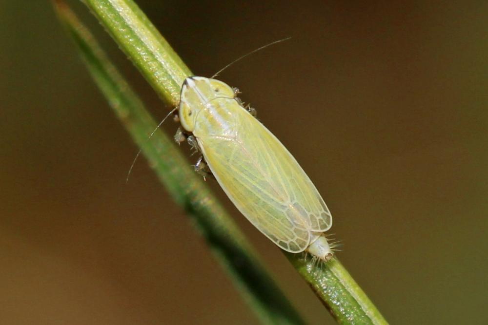 Arthaldeus striifrons (Kirschbaum, 1868)