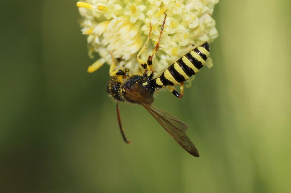 Cerceris flavilabris (Fabricius, 1793)