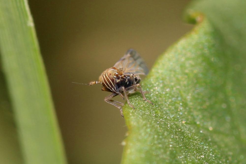  Dicranotropis beckeri Fieber, 1866