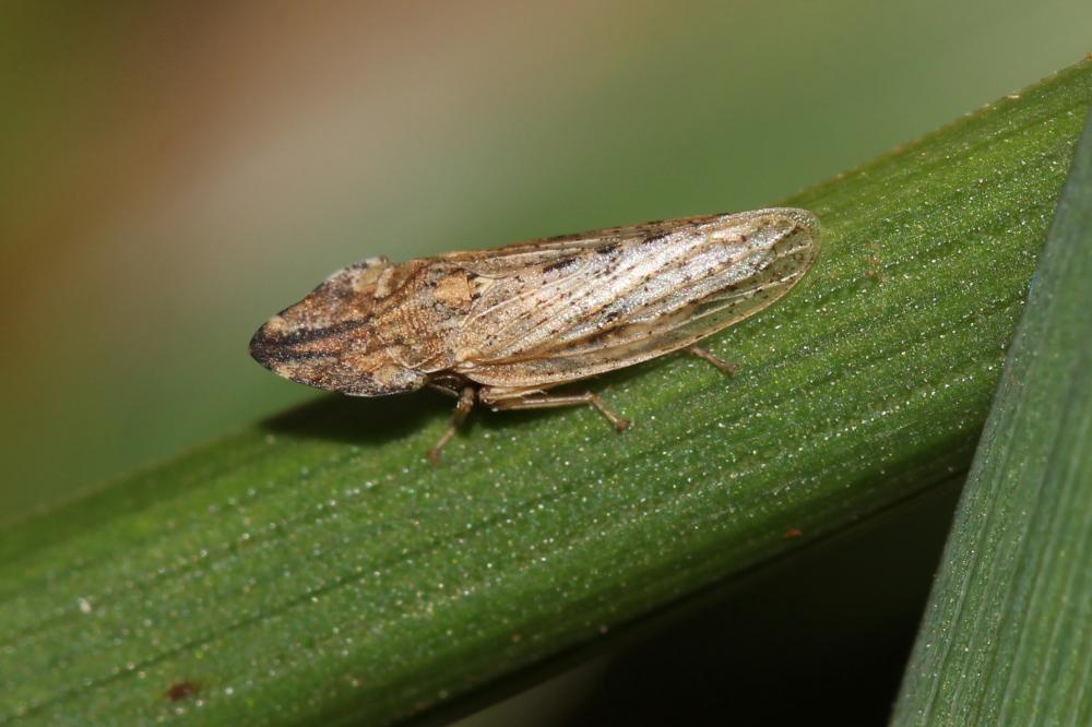  Eupelix cuspidata (Fabricius, 1775)
