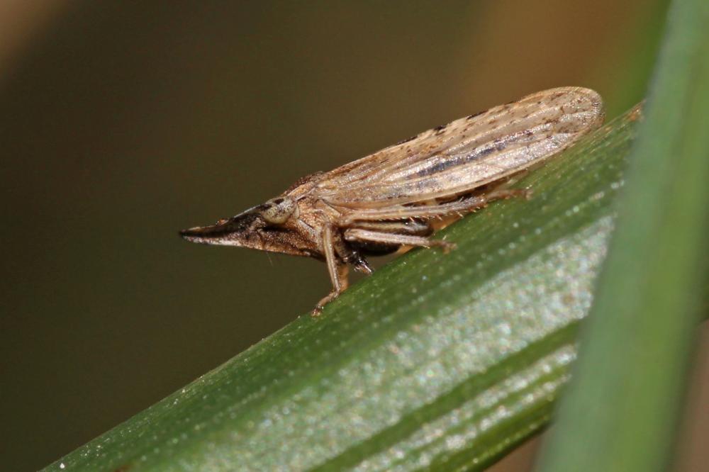 Eupelix cuspidata (Fabricius, 1775)