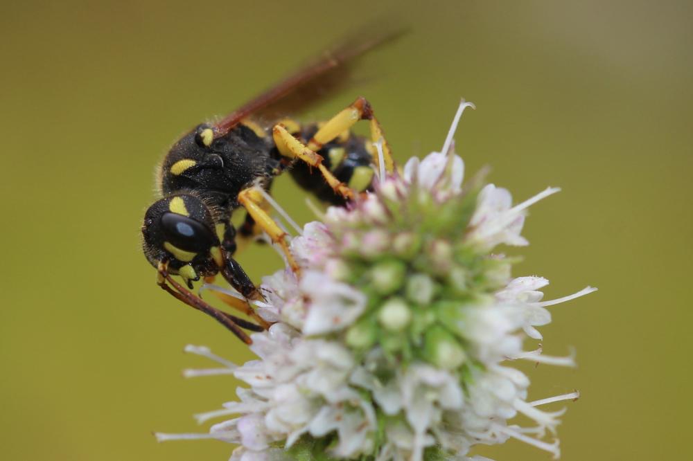  Cerceris flavilabris (Fabricius, 1793)