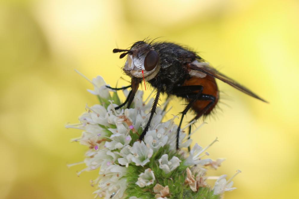 Peleteria rubescens (Robineau-Desvoidy, 1830)
