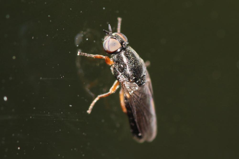 Mouche des fenêtres Scenopinus fenestralis (Linnaeus, 1758)