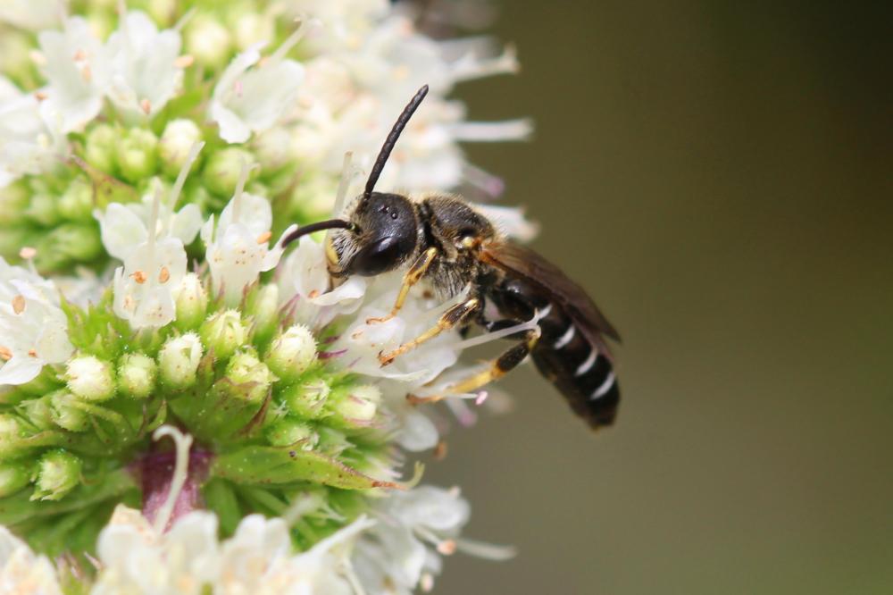  Halictus maculatus Smith, 1848