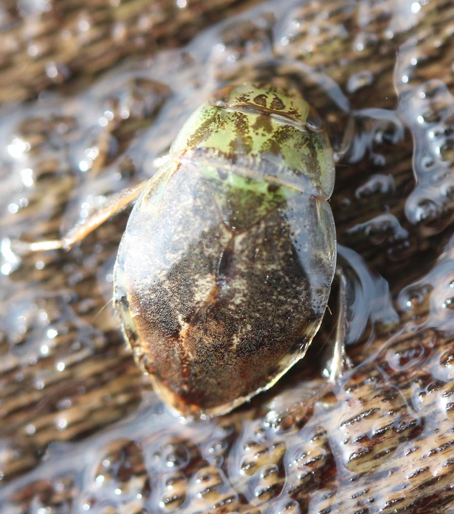 Naucoris maculatus Fabricius, 1798