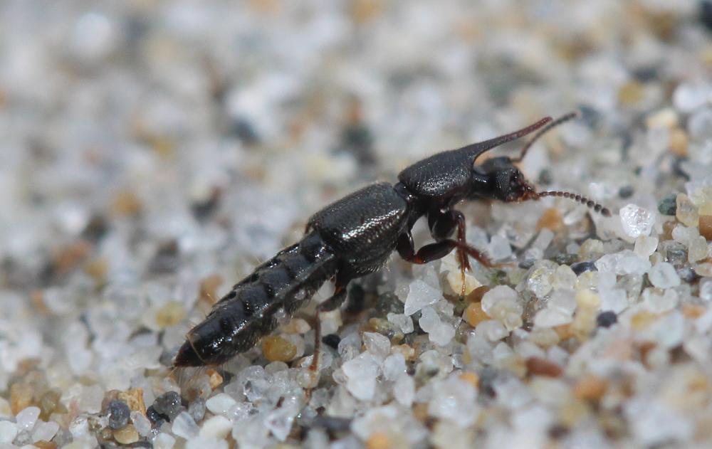 Bledius unicornis (Germar, 1825)