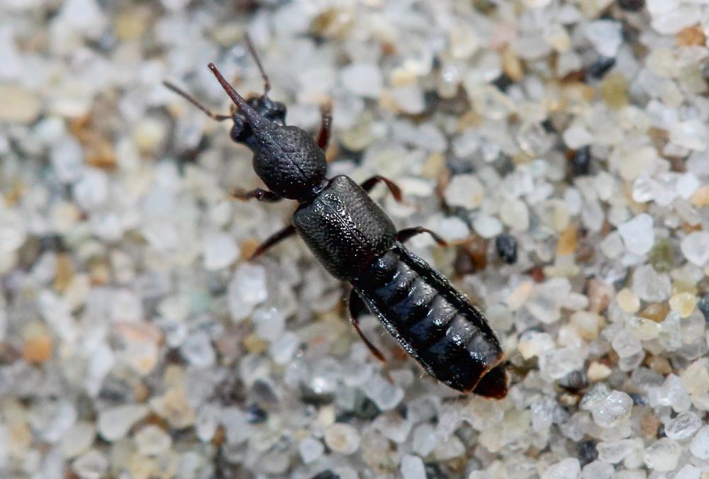 Bledius unicornis (Germar, 1825)