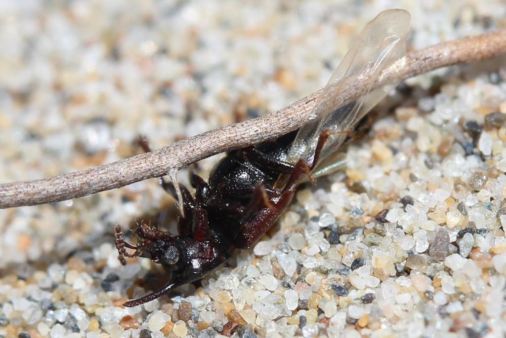  Bledius unicornis (Germar, 1825)