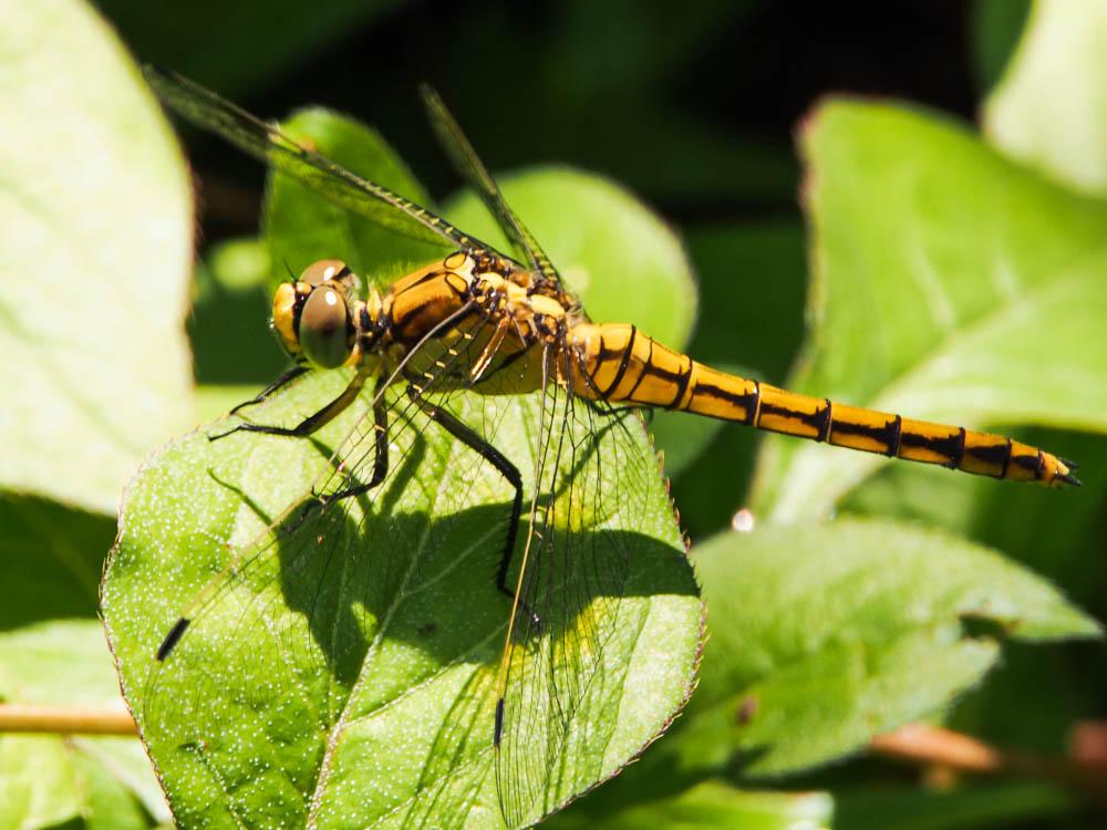 Orthétrum réticulé (L') Orthetrum cancellatum (Linnaeus, 1758)