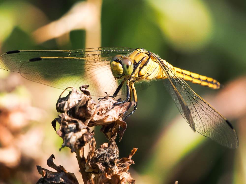 Orthétrum réticulé (L') Orthetrum cancellatum (Linnaeus, 1758)