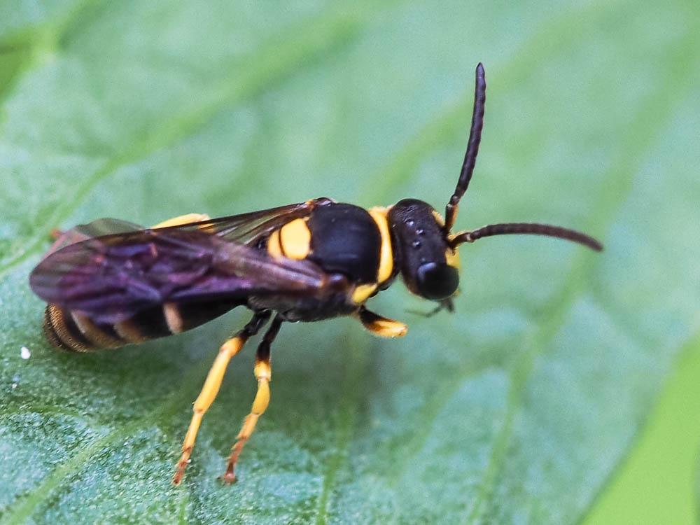 Hylaeus pictus (Smith, 1853)