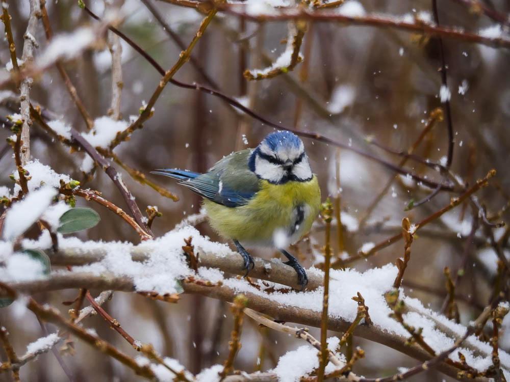 Mésange bleue Cyanistes caeruleus (Linnaeus, 1758)