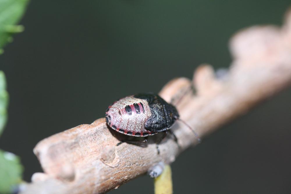 Piezodorus lituratus (Fabricius, 1794)