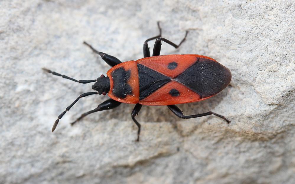  Scantius aegyptius (Linnaeus, 1758)