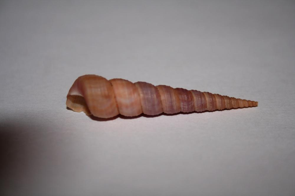 Turritella communis Risso, 1826