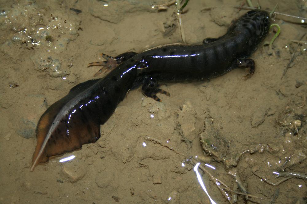 Triton crêté Triturus cristatus (Laurenti, 1768)