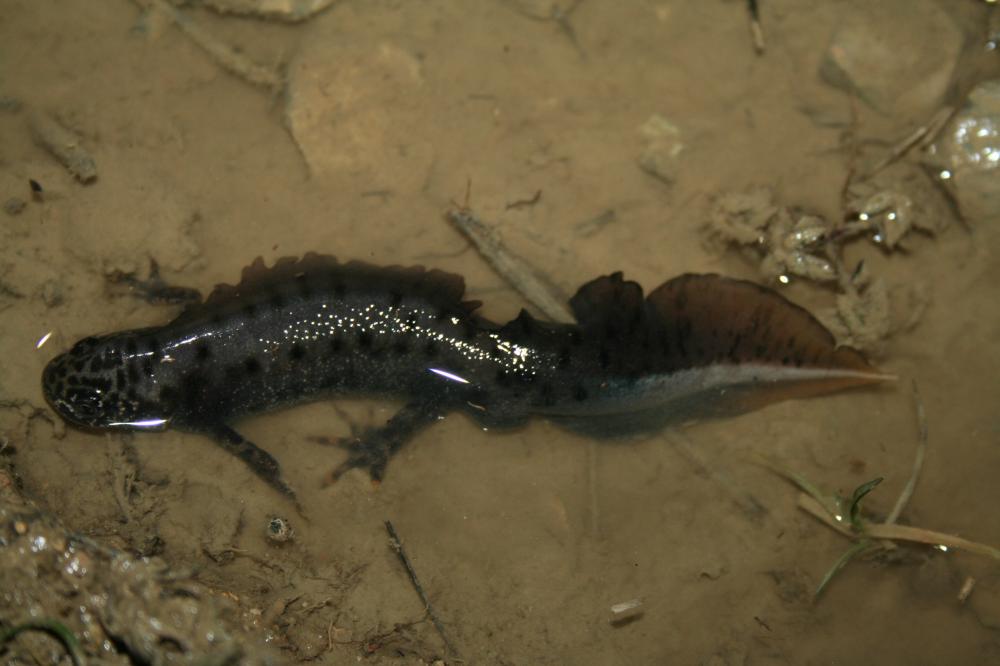 Triton crêté Triturus cristatus (Laurenti, 1768)