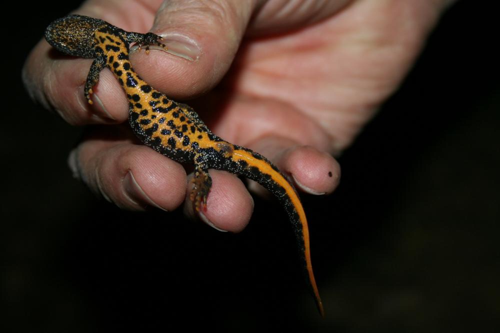 Triton crêté Triturus cristatus (Laurenti, 1768)