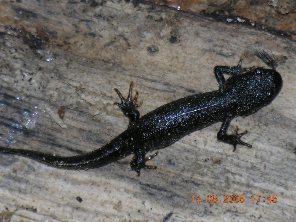 Triton crêté Triturus cristatus (Laurenti, 1768)