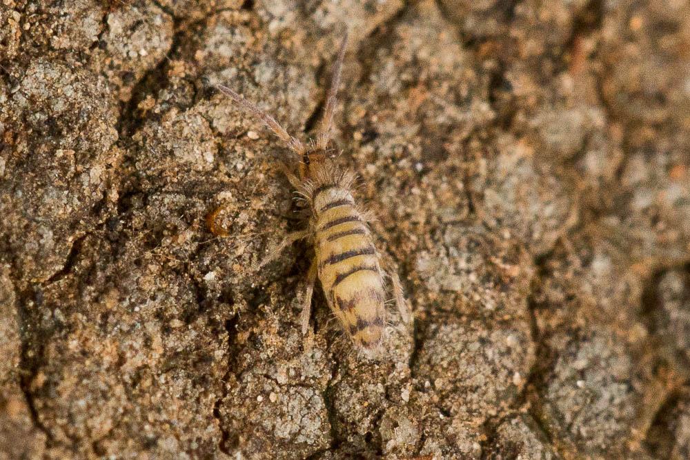 Entomobrya multifasciata (Tullberg, 1871)