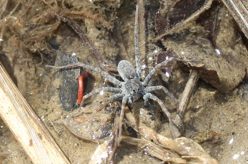  Pardosa wagleri (Hahn, 1822)