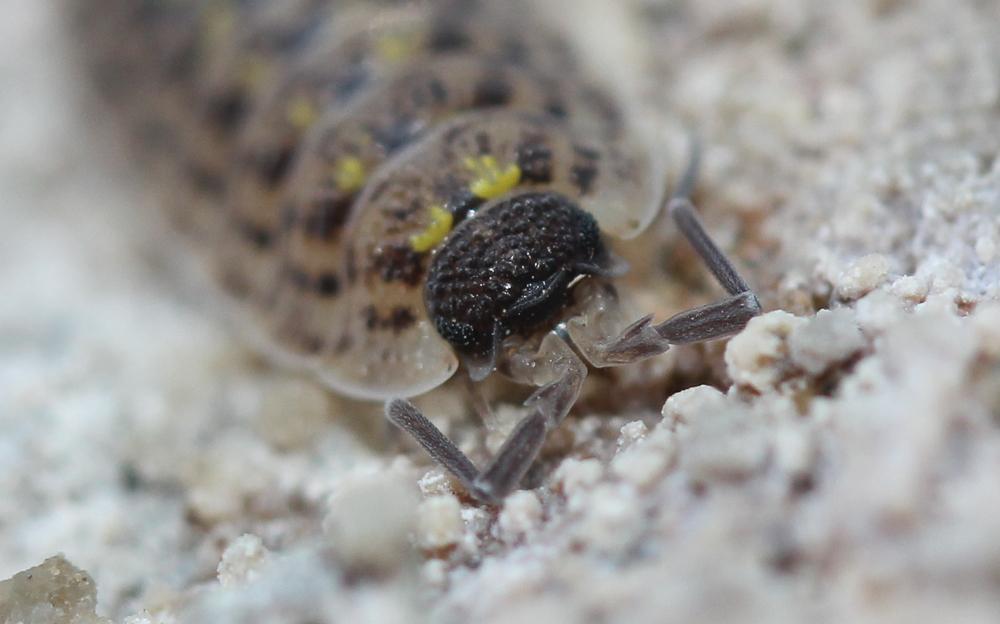 Porcellio spinicornis Say, 1818