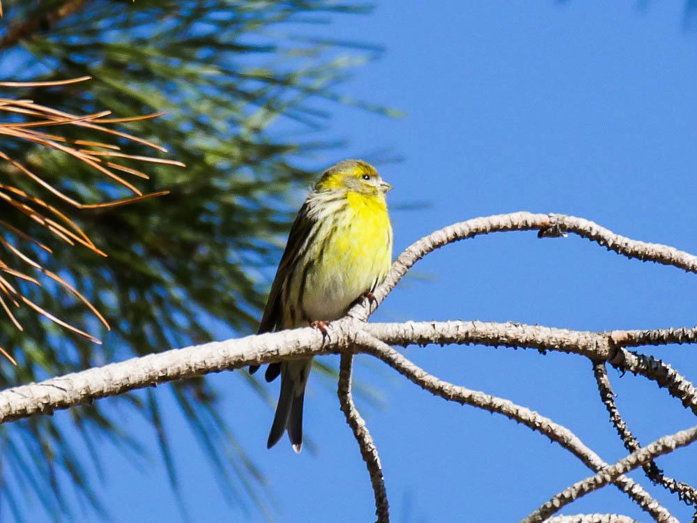 Serin cini Serinus serinus (Linnaeus, 1766)