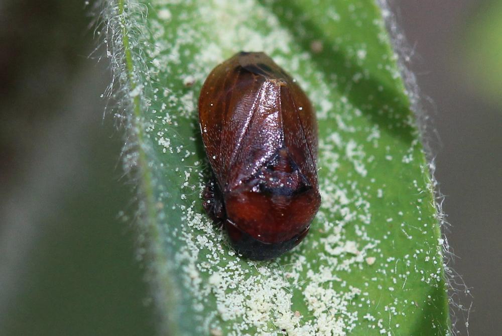 Penthimia nigra (Goeze, 1778)