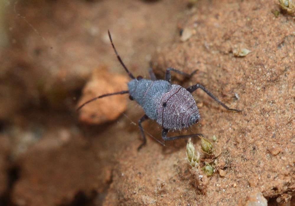  Deraeocoris ribauti Wagner, 1943