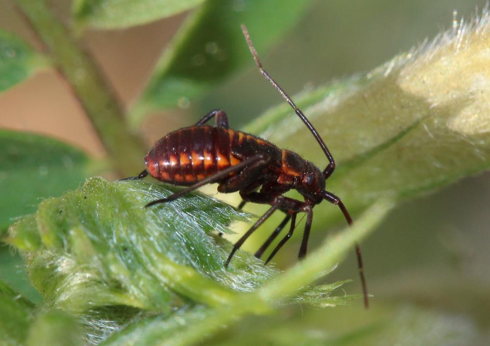 Miride variable, Punaise décorée Calocoris nemoralis (Fabricius, 1787)