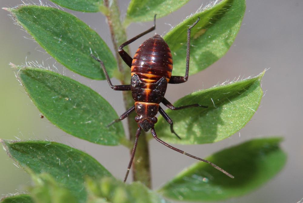 Miride variable, Punaise décorée Calocoris nemoralis (Fabricius, 1787)