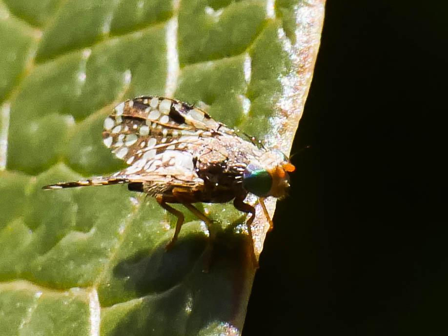 Tephritis matricariae (Loew, 1844)