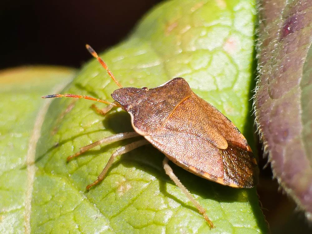 Peribalus strictus (Fabricius, 1803)