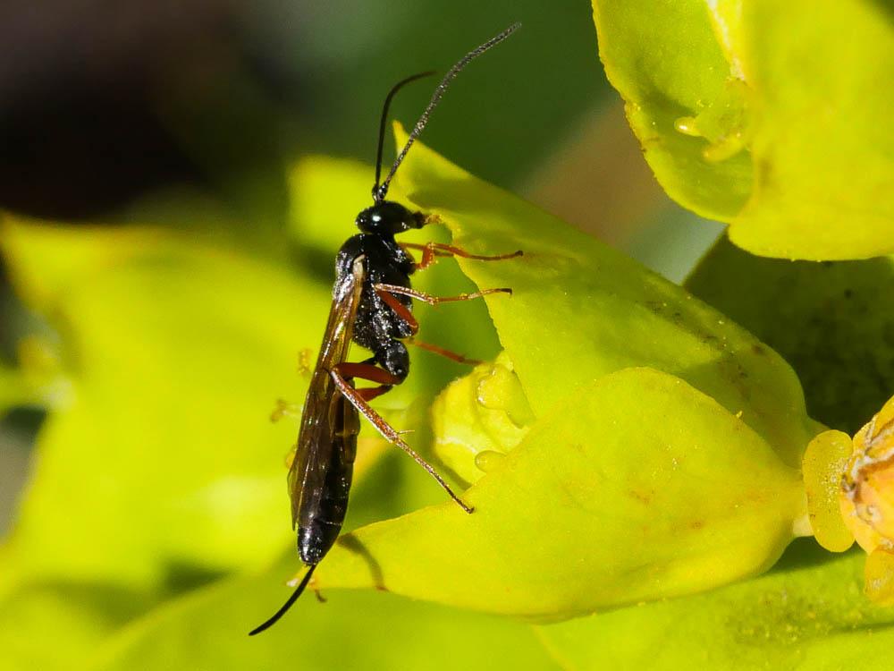  Ichneumonidae Latreille, 1802